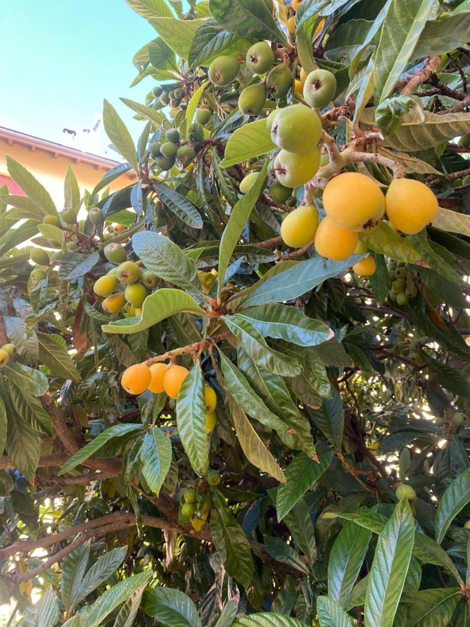 Albergo Edera 萨尔索马焦雷泰尔梅 外观 照片